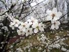 Wild Plum trees are common along the old railway line at Scotswood and - via Daymix