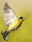 http://www.grahamowengallery.com/photography/birds/yellow_finch_in_flight.jpg