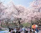 Hanami Tradition: Watching Sakura Blossoms in Japan