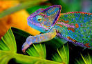 Chameleon Animal Wildlife