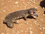 File:Blue tongued skink NSW Australia.JPG - Wikipedia, the free ...