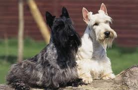 Scottish Terrier Top Dog Wallpaper