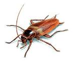 Brown Banded Cockroach – Control &amp; Identification – Orkin.