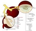 Acids in wine - Wikipedia, the free encyclopedia