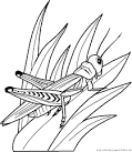 Grasshopper coloring page