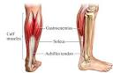 http://assets.sbnation.com/assets/637143/gastroc-soleus.jpg