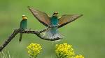 birds - Animal-Lovers Wallpaper