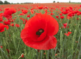 Résultat de recherche d'images pour "images gif coquelicot"