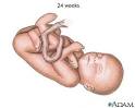 Your Growing Baby - Fetal Development