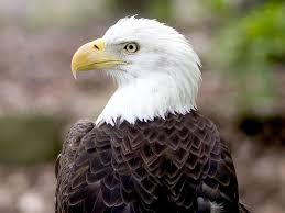 animals wallpapers