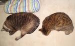 あまのまいの画像4