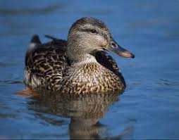 images?q=tbn:ANd9GcRy0XYajofM6JsW-ly-K93U8-9fMFllwV79z-VIsGhdDAfxTRXI