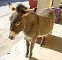 Wild Burro (