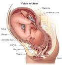 Anatomy: Fetus in Utero | CHOP | The Children's Hospital of ...