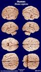 Talking Brains: Comparative neuroscience: Macaque vs. Human brains