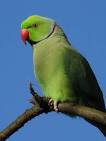Rose-ringed Parakeet - BirdForum Opus