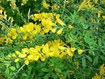 File:<b>Cytisus</b> x spachianus1.jpg