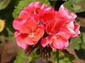 HowStuffWorks "Regal Geranium: A Profile of an Annual Grass"