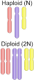 Ploidy