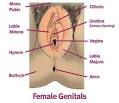 For the girls - your vagina