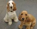 English Cocker Spaniel Information and Pictures