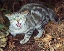 File:Feral cat.jpg - Wikipedia, the free encyclopedia