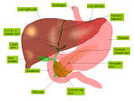File:Anatomy of <b>liver</b> and gall