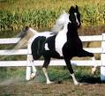 Just The Right Horse American Saddlebred Farm- horses for sale ...