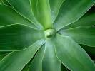 Agave Nectar: Good or Bad? | Food Renegade