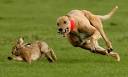 Northern Ireland bans hare coursing | UK news | guardian.