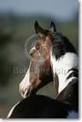 Bob Langrish Equestrian Photographer  Images