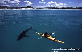Great White Shark