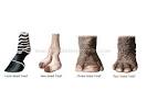 ANIMAL KINGDOM :: UNGULATE MAMMALS :: EXAMPLES OF HOOVES image ...