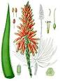 220px-Aloe_succotrina_-_Köhler ...