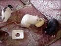 russian pets
