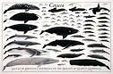 The Cetacean Nation Proposal