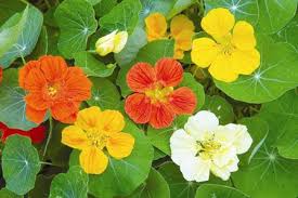 nasturtium