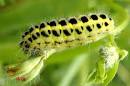 Question of the Day…Michael Levine's asks “What is Chenille ...