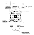 <b>Rhabdomyolysis</b>