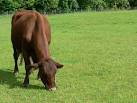 This is one of a herd of Red Poll cattle, and there are 8 other breeds of - via Daymix