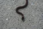 Baby Snake....anyone know what kind? (eat, rated, snakes) - City ...