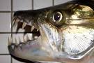 Goliath Tiger Fish: "Evolution on Steroids" in Congo