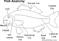 Fish Anatomy- Enchanted Learning Software
