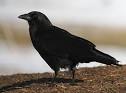 American Crow, Identification, All About Birds - Cornell Lab of ...