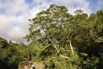 File:<b>Mimusops</b> balata Réunion