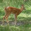 White-tailed deer - Wikipedia, the free encyclopedia