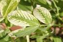 Iron Chlorosis
