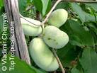 <b>Asimina</b> triloba, Pawpaw
