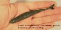 Save Our Sharks - Dwarf Lanternshark