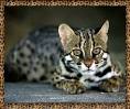 Asian Leopard Cats &amp; Pictures | NiteWindes Cattery